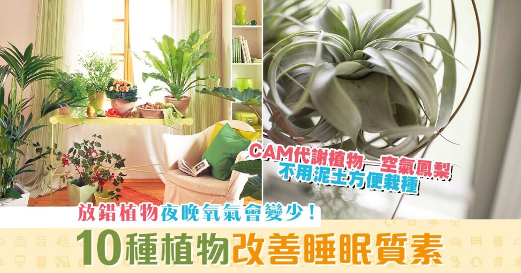 健康資訊-植物-提高-睡眠質素