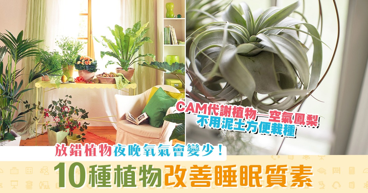 健康資訊-植物-提高-睡眠質素