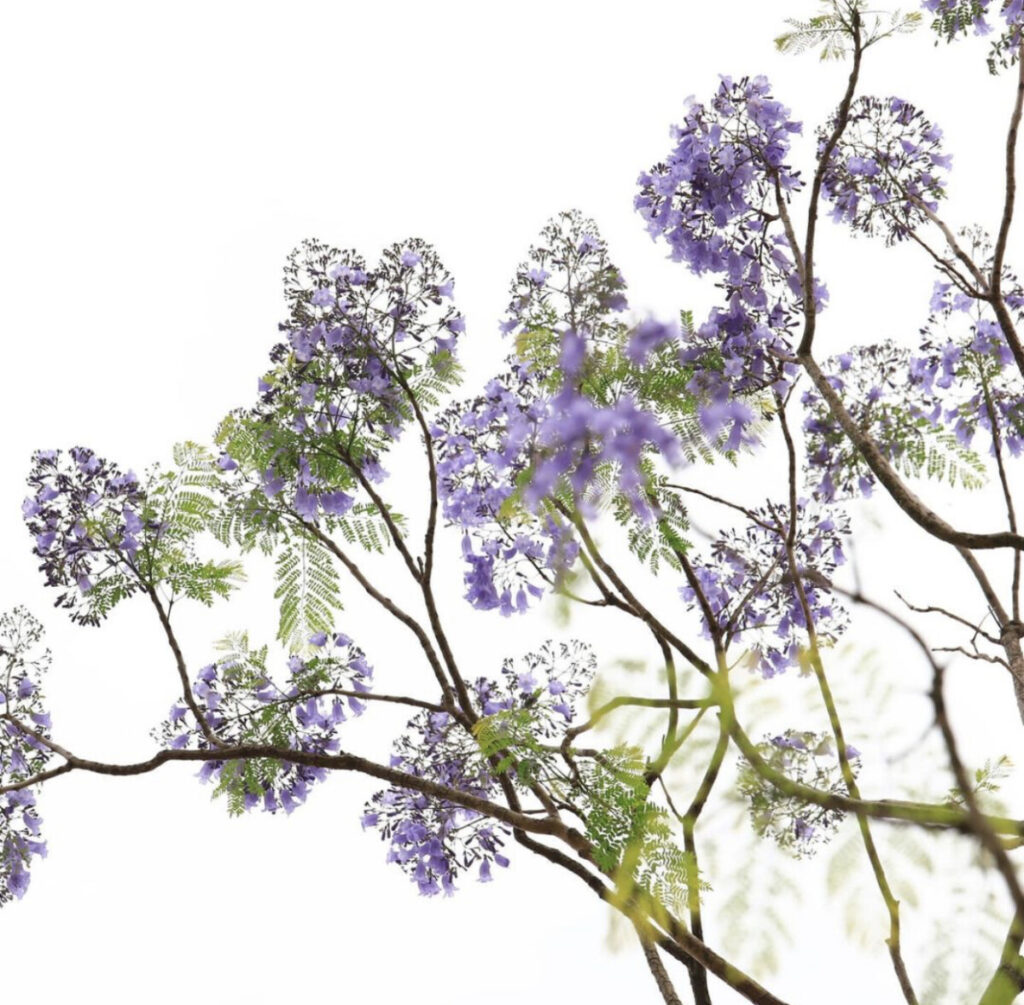 賞花