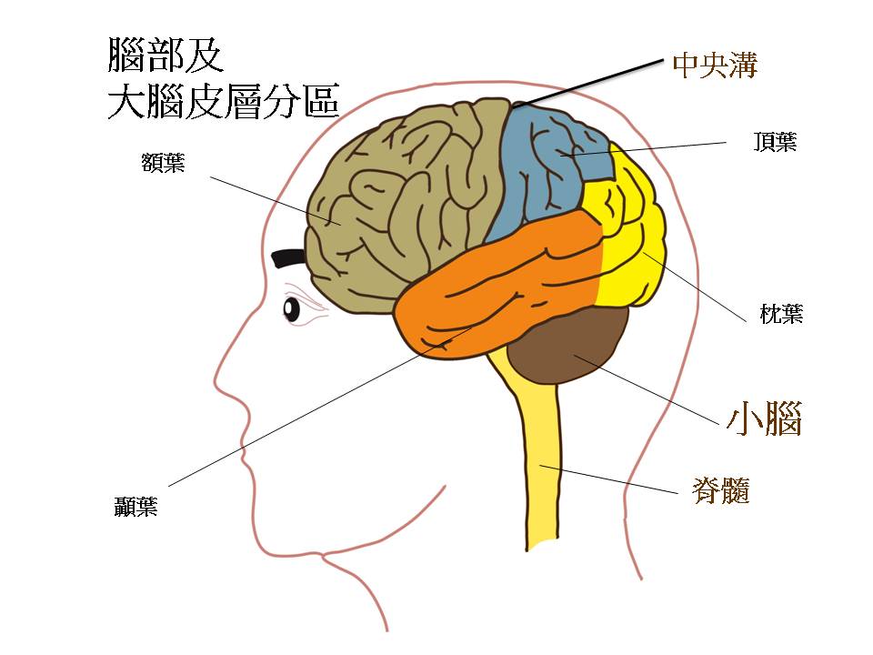 健康資訊-左右腦-功能-發展障礙
