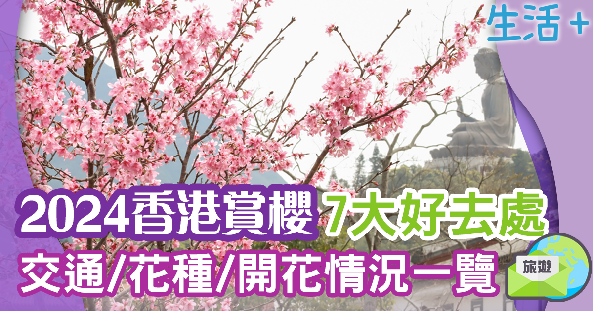香港賞櫻-賞櫻-櫻花